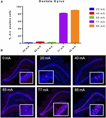 Seizure-Induced Arc mRNA Expression Thresholds in Rat Hippocampus and Perirhinal Cortex